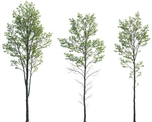 Wall Mural - Alnus glutinosa young tree frontal set street isolated png on a transparent background perfectly cutout (common, black, European alder)
