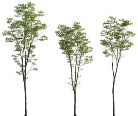 Wall Mural - Fraxinus excelsior frontal set trees isolated png in sunny daylight on a transparent background perfectly cutout (European ash or common ash)