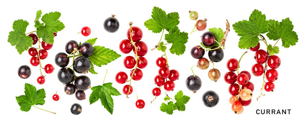 Red black currant berries collection isolated. PNG with transparent background. Flat lay. Without shadow.