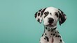 © pkproject - Adorable Dalmatian Puppy on Pastel Green Background with Soft Lighting