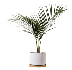 Sticker - PNG Plant leaf tree vase.