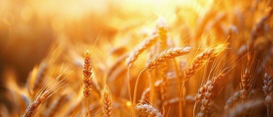 Golden Wheat Stalks in a Field at Sunset