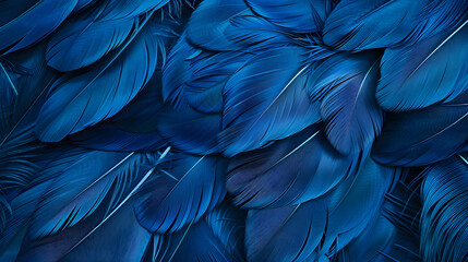 blue feather background, bird close up
