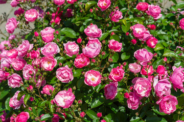 Canvas Print - glancing down at a rose bush with many pink blossoms