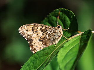 Wall Mural - Labyrinth Butterfly on a leaf close