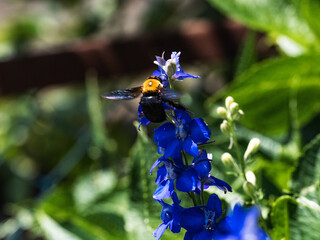 Wall Mural - Japanese carpenter bee on blue flowers