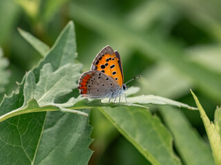 Wall Mural - small copper butterfly resting on a leaf 2