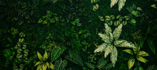 Wall Mural - abstract green leaf texture, tropical leaf foliage nature dark green background	
