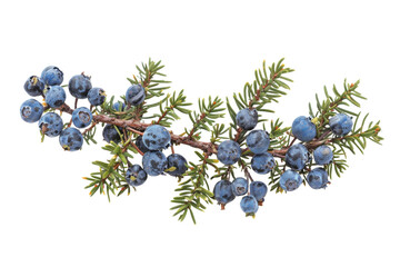 Close-up of Juniper Berries on Branch with Green Needles isolate on transparent background