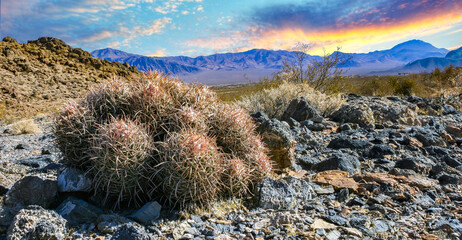 Wall Mural - Echinocactus polycephalus, Desert landscape with cacti in the California