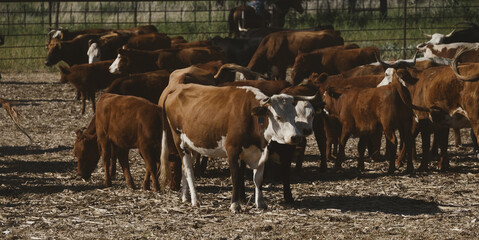 Wall Mural - Cows on New Mexico beef cattle ranch as a herd in holding pen.