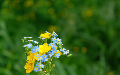 Wall Mural - Yellow ranunculus and blue forget-me-not wild flowers close up on green blurred background. summer or spring season. romantic lovely nature image. copy space. template for design