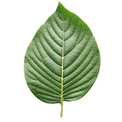 Leaf on transparent background