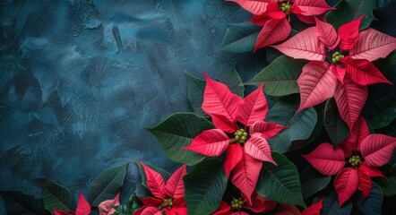 Wall Mural - Pink Poinsettia Flowers on a Dark Blue Background