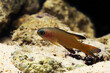 © Pavaphon - Randall's Assessor Basslet (Assessor randalli)