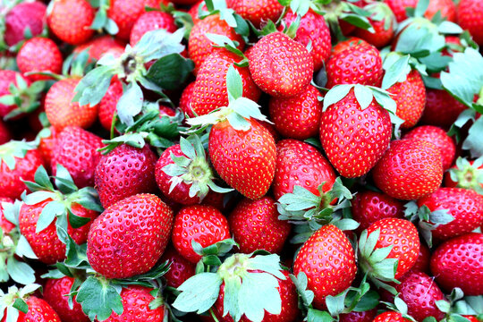 Closeup of fresh organic strawberry (Fragaria x ananassa) fruit on a market. Strawberry fruit background.