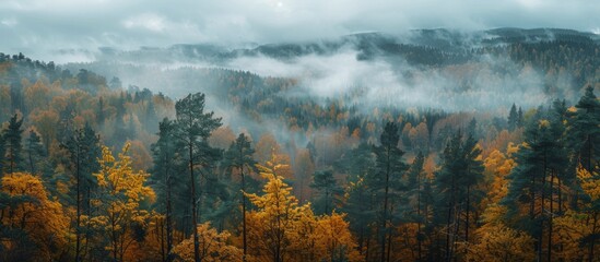 Wall Mural - Foggy Morning Over a Forest in Autumn