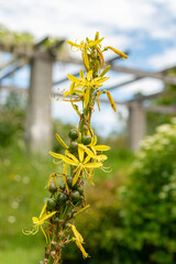 Poster - Hollow stemmed asphodel or Asphodelus Fistulosus plant in Saint Gallen in Switzerland