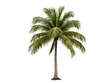 © Ivan - a palm tree with a white background