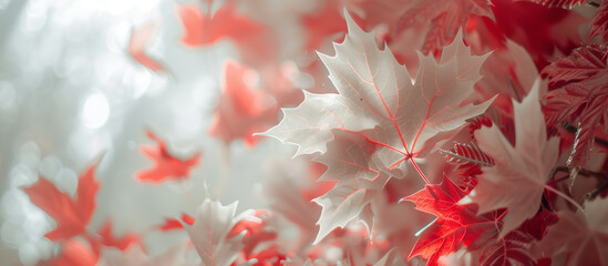 A soft, dreamy background for Canada Day with gentle maple leaf patterns and muted red and white hues