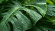 © hathairat - Close-up of lush green monstera leaves covered in dew drops, showcasing their natural texture and freshness in a tropical setting.