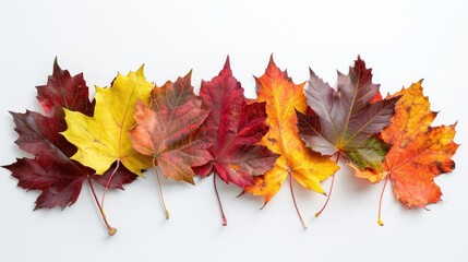 Poster - Autumn Maple Leaf Composition in Warm Fall Tones on White Background