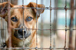 © Formoney - A dog is looking out of a cage