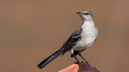 northern mockingbird perched on a copper deck ornament