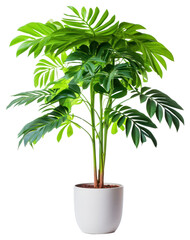 Sticker - PNG Tropical tree plant in home arecaceae planter pottery.