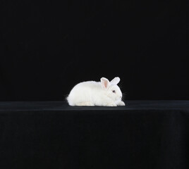 Canvas Print - white rabbit on a black table