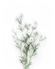 Wall Mural - Delicate Edelweiss Flower on White Background Generative AI