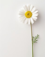 Wall Mural - Floral Delight on a White Background Generative AI
