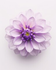 Beautiful Purple Platycodon Flower on White Background Generative AI