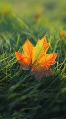 Canvas Print - Single orange maple leaf resting on vibrant green grass