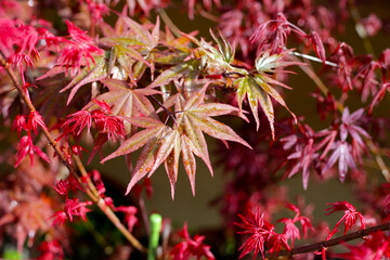 Canvas Print - Japanese maple tree, beautiful leaves