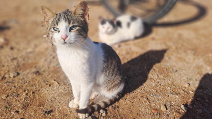 White and gray cat sitting on sand with another cat in background