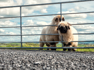 Wall Mural - Two cute black face wool sheep behind metal gate in a field, blue cloudy sky. Stylish animals in an open zoo or farm. Funny pet.