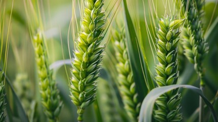 Abstract background of green young wheat ear in field