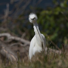 Poster - egret is in a field