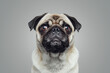 © Lyalya Go - Head shot of silver pug dog looking at the camera on gray studio background