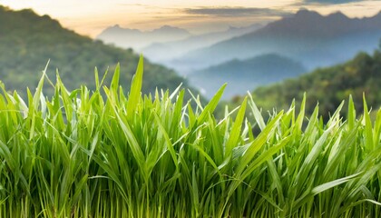 green grass on the mountain, green grass, vegetable turf in the mountains