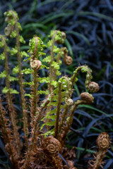 Wall Mural - Contrast in nature, fresh new bight green spring growth of a bracken fern with golden fiddleheads against a background of black mondo grass, as a nature background
