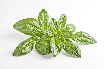 Wall Mural - Fresh Green Basil Leaves on White Background