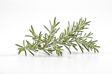 Wall Mural - Fresh Green Rosemary Sprig Isolated on White Background