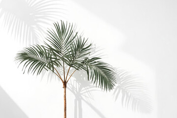 Canvas Print - Palm Tree Leaves Casting Shadows on White Wall