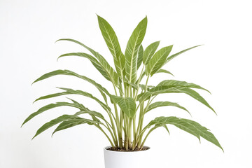 Sticker - Green Plant in White Pot on White Background