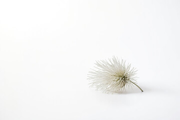 Poster - Single White Flower on White Background