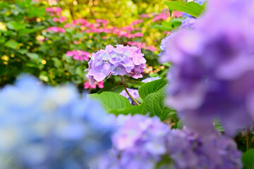 Wall Mural - 梅雨の晴れ間の紫陽花