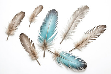 Sticker - Blue and brown feathers on white background