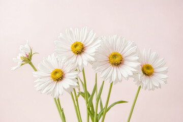 Canvas Print - White Daisies on Pink Background